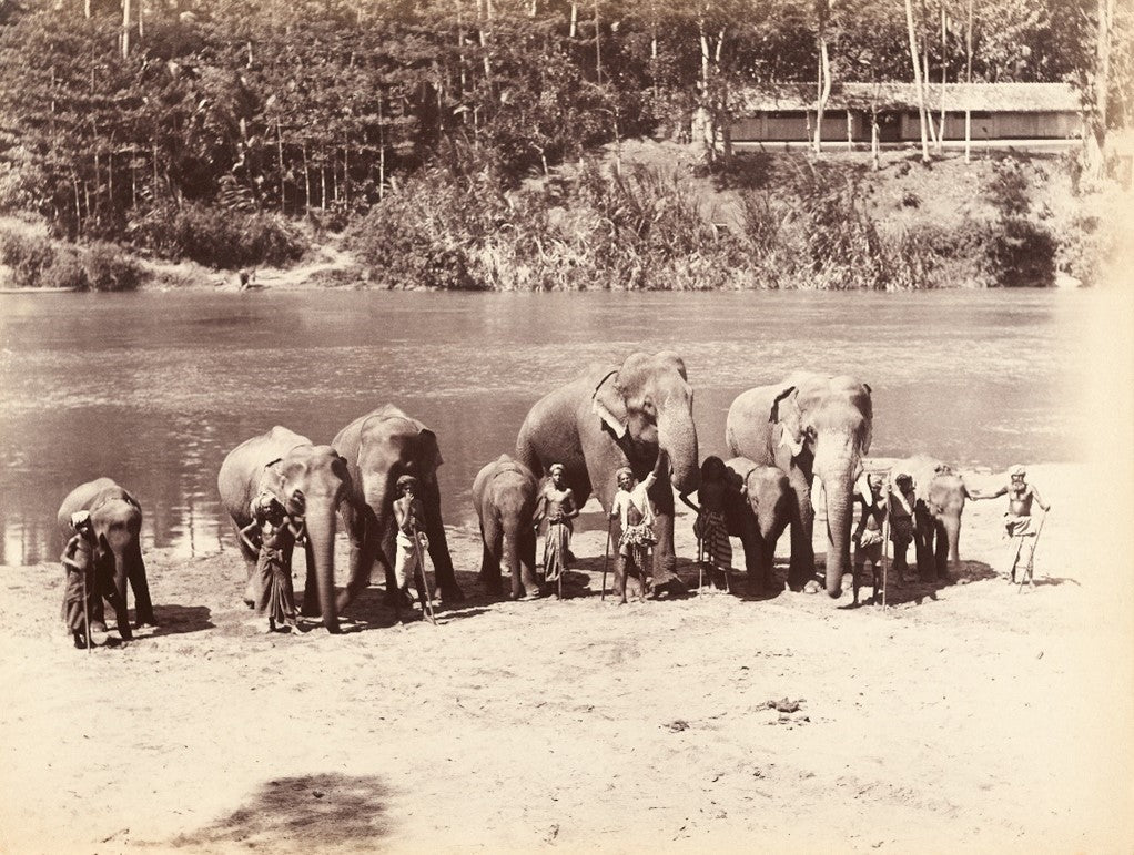 Elephants, late 19th century, Southeast Asia