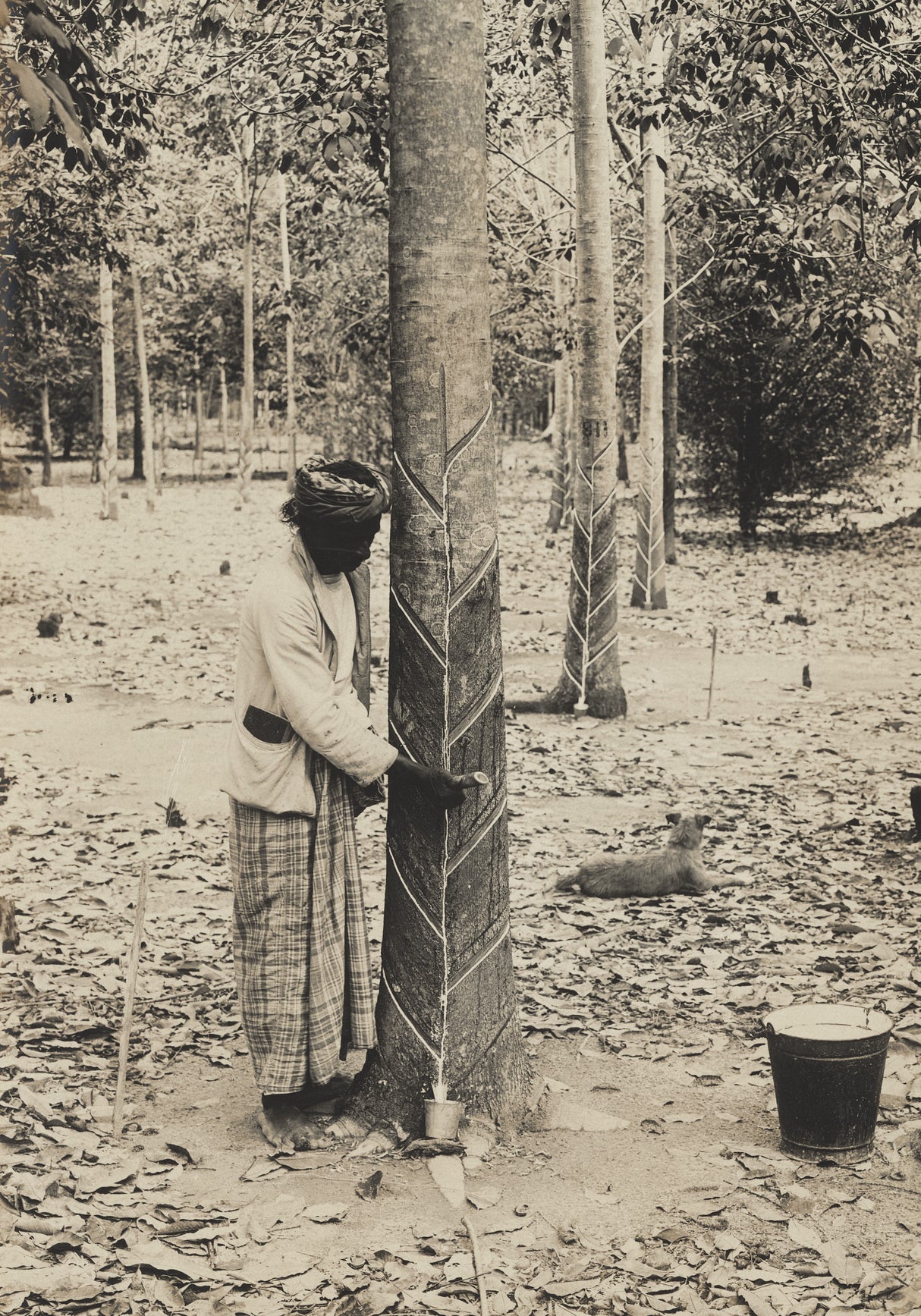 Sepia photograph of a man tapping a rubber tree in Ceylon, early 20th century