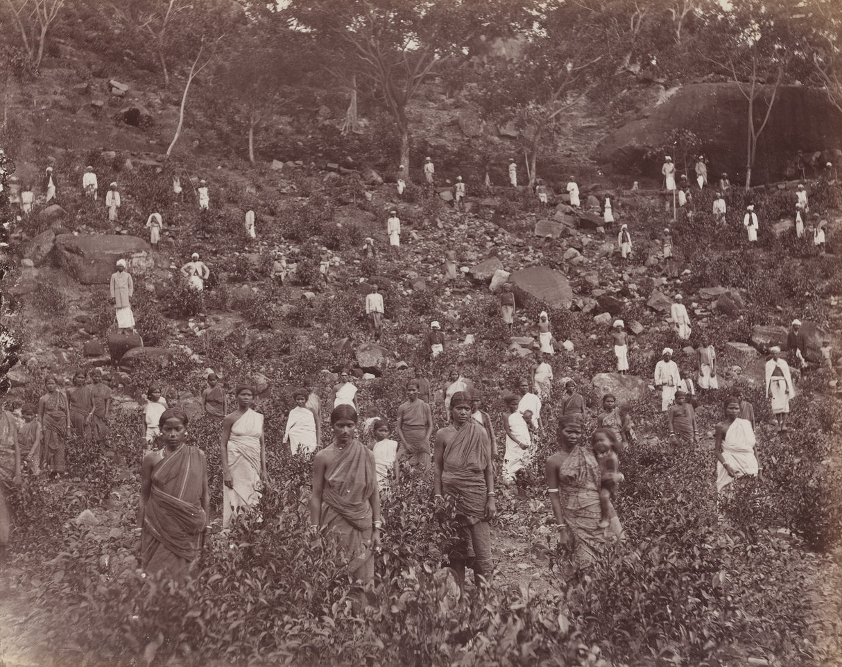 Sepia photo of Indian tea plantation workers on a hillside, 1890s
