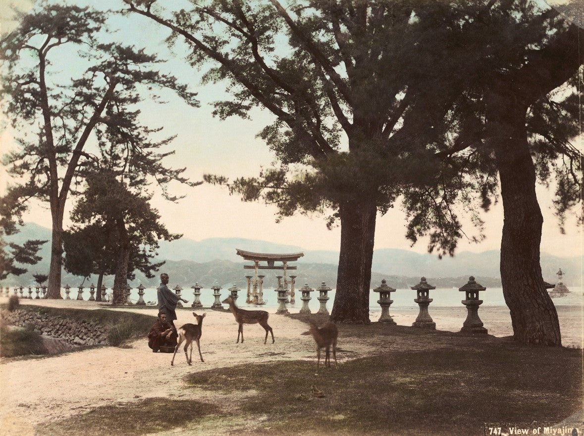 Meiji-era hand-colored photograph of sacred deer and floating torii gate on Miyajima Island, Japan