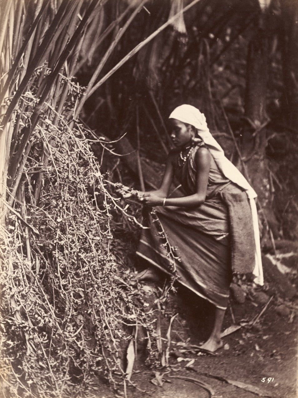 A barefoot woman in a draped garment harvests plants in a dense tropical setting, late 19th century