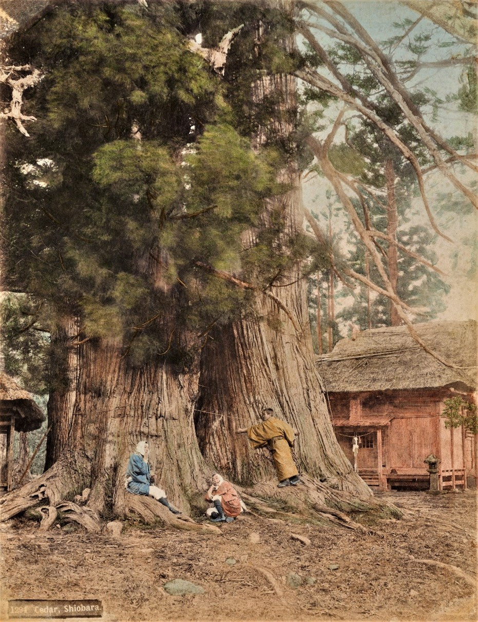Hand-colored Meiji-era photograph of a giant cedar tree in Shiobara, Japan, with three people at its base and a thatched-roof shrine in the background.