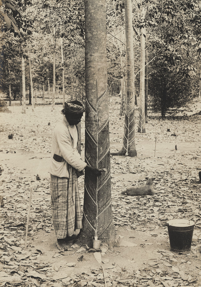 Sepia photograph of a man tapping a rubber tree in Ceylon, early 20th century