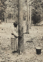 Sepia photograph of a man tapping a rubber tree in Ceylon, early 20th century